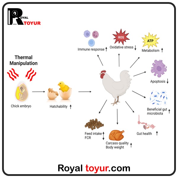 اصول پرورش مرغ گوشتی